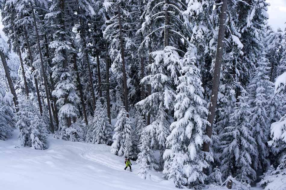 #1 Forêt au dessus de Moilesullaz : c Forêt au dessus de Moilesullaz : c'est l'hiver