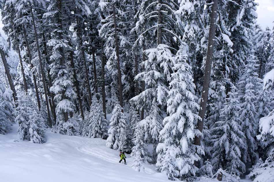 Forêt au dessus de Moilesullaz : c'est l'hiver