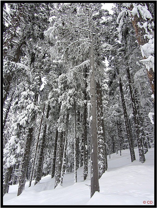 #2 Forêt d Forêt d'épicéas : Ambiance grand froid