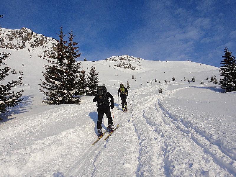 #7 Sortie de la forêt : grand beau ! Sortie de la forêt : grand beau !