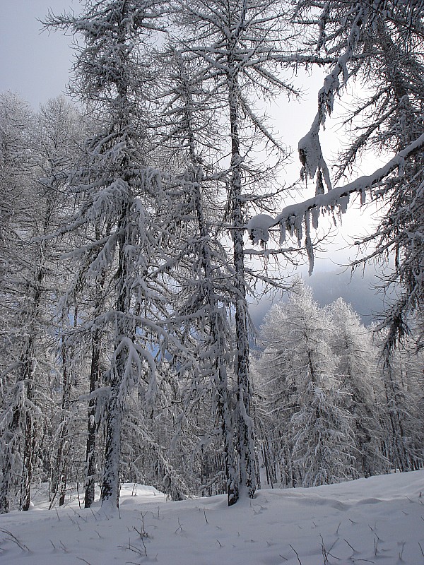 #7 la forêt enchantée : belle vision et atmosphère en forêt la forêt enchantée : belle vision et atmosphère en forêt