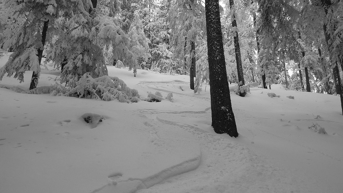 #8 foret des Revols : petite pente "secrete" vierge de traces... foret des Revols : petite pente "secrete" vierge de traces...