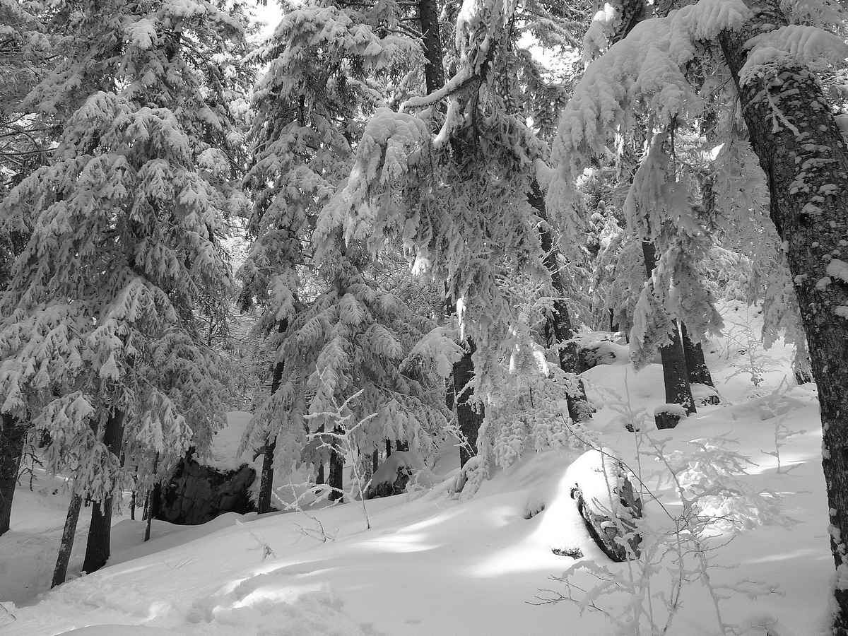 #2 Foret des Cottaves : arbres chargés mais pas épais au sol en dessous de 1200m Foret des Cottaves : arbres chargés mais pas épais au sol en dessous de 1200m