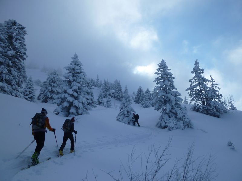 Entre les pins : Paysage hivernal