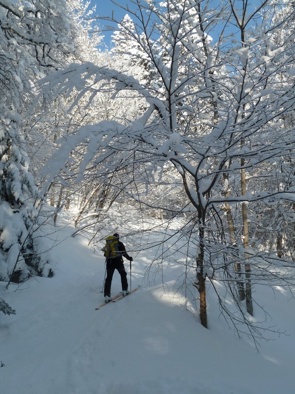 #1 enfin le soleil : dans la forêt enfin le soleil : dans la forêt