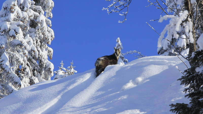 #4 Chamois : Un peu de compagnie Chamois : Un peu de compagnie