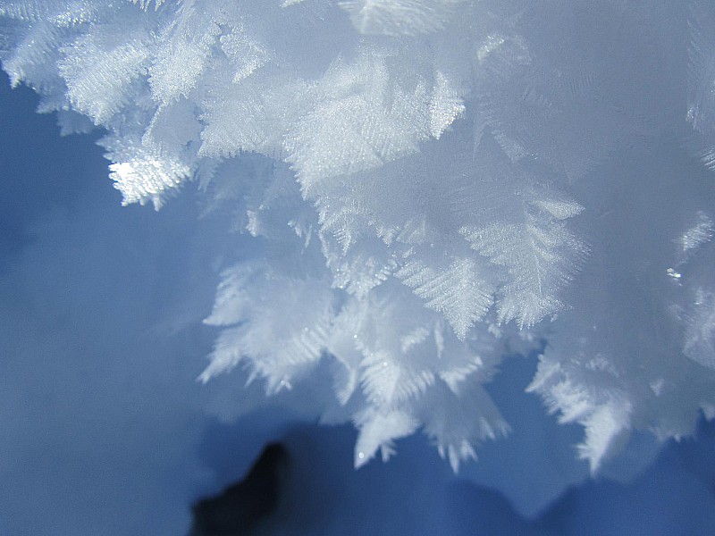 #2 Tête de Cloiffret : Fougères des neiges Tête de Cloiffret : Fougères des neiges