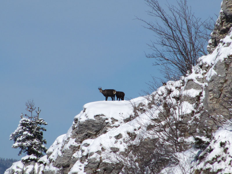 #7 chamois : les locaux chamois : les locaux