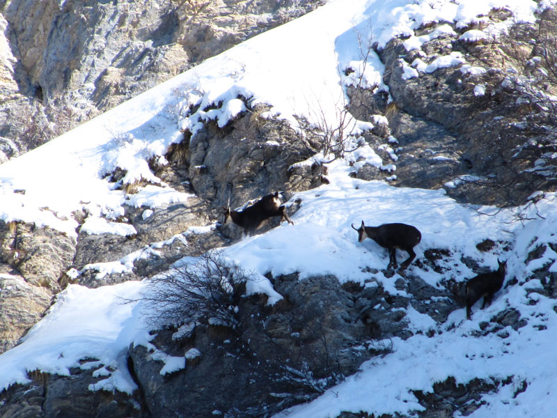 #1 chamois : toujours là chamois : toujours là