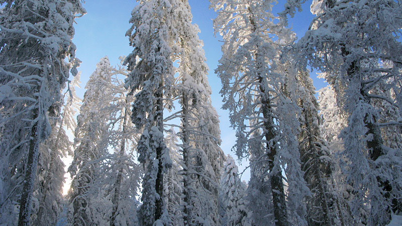 #1 la belle forêt : ambiance la belle forêt : ambiance