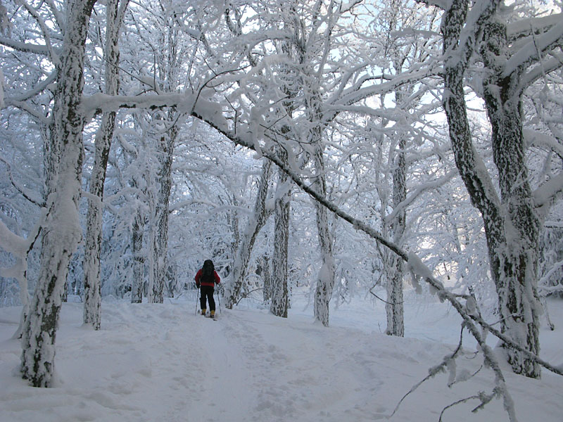 #2 foret : re-ambiance foret : re-ambiance