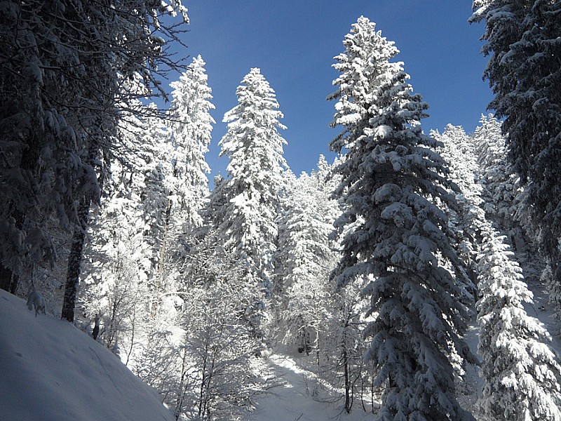 #1 Charmant Som : Montée dans la forêt... c Charmant Som : Montée dans la forêt... c'est beau !