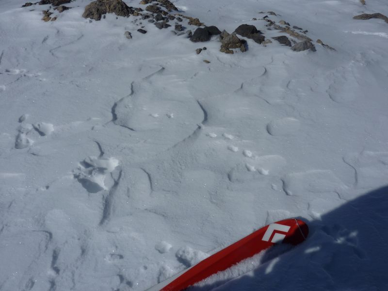 traces : blanchon et lagopède