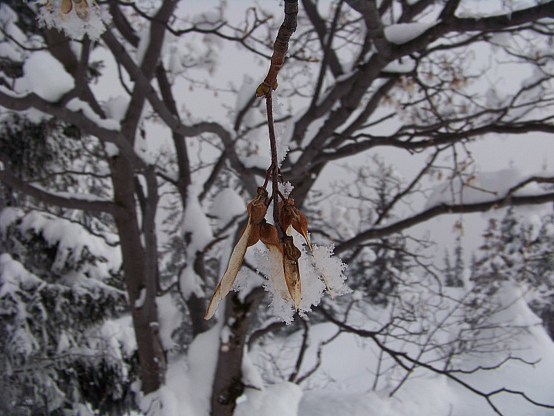 #5 Pormenaz : Collecteurs de flocons.... Pormenaz : Collecteurs de flocons....