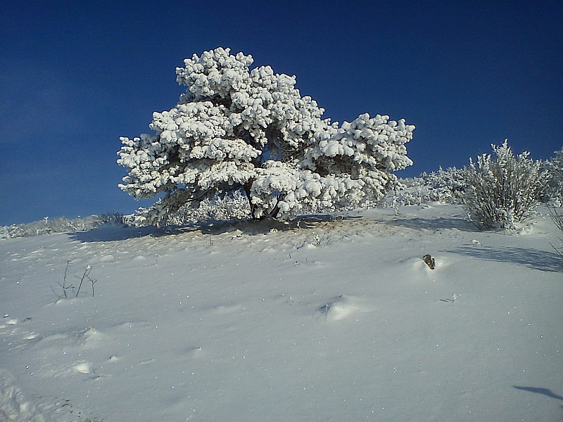 #1 La Peyrouse : Arbre enneigé La Peyrouse : Arbre enneigé