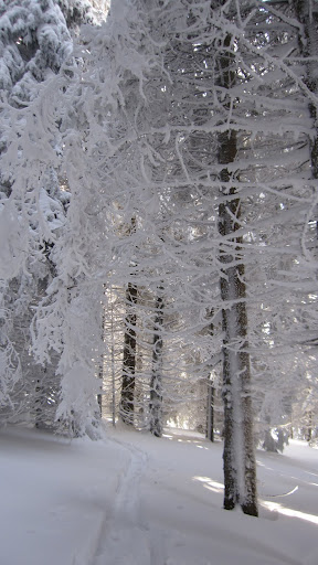 #7 Les arbres chrgés de neige : Les arbres sont bien chargés Les arbres chrgés de neige : Les arbres sont bien chargés