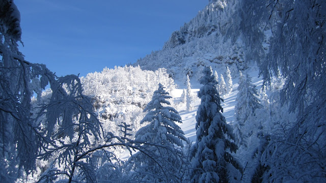 #2 La forêt s La forêt s'éclaircie : Vers 1300 m, le paysage se découvre un peu