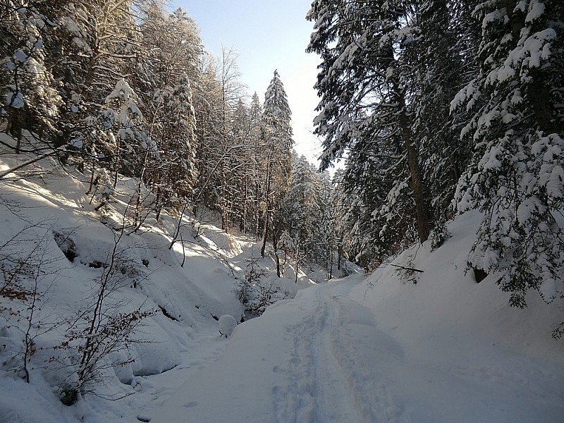 #9 remontée à la voiture par la forêt paisible remontée à la voiture par la forêt paisible