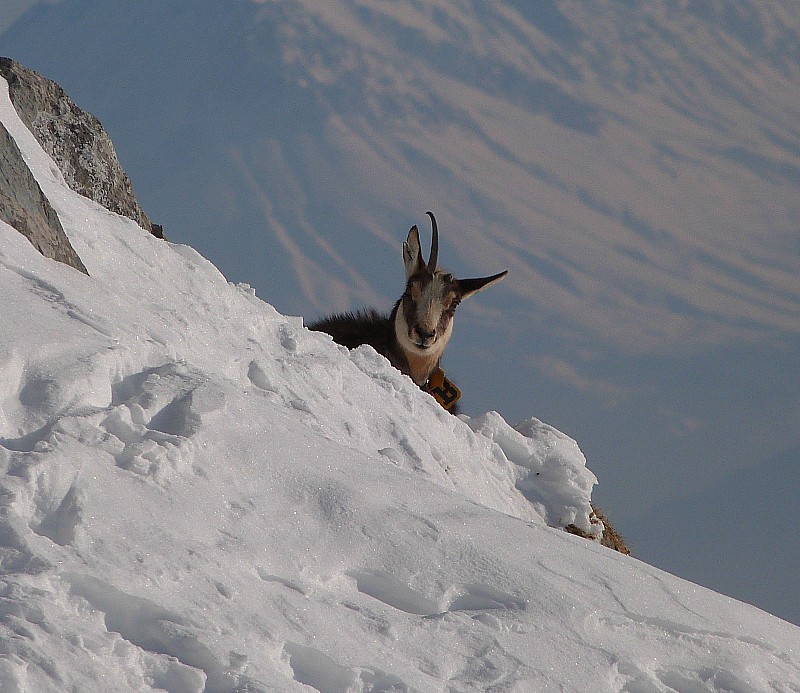 #7 Chamois mono-corne : Chamois curieux... Chamois mono-corne : Chamois curieux...