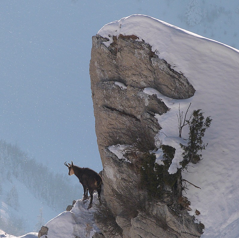 #8 Chamois bicorne... : en surveillance Chamois bicorne... : en surveillance