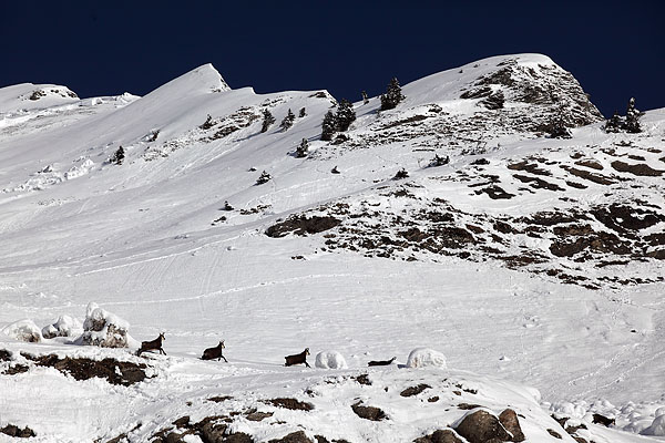 #6 chamois vers 1900 m chamois vers 1900 m