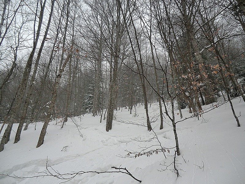 Ski-baston dans la forêt