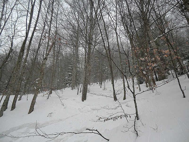 #3 Ski-baston dans la forêt Ski-baston dans la forêt