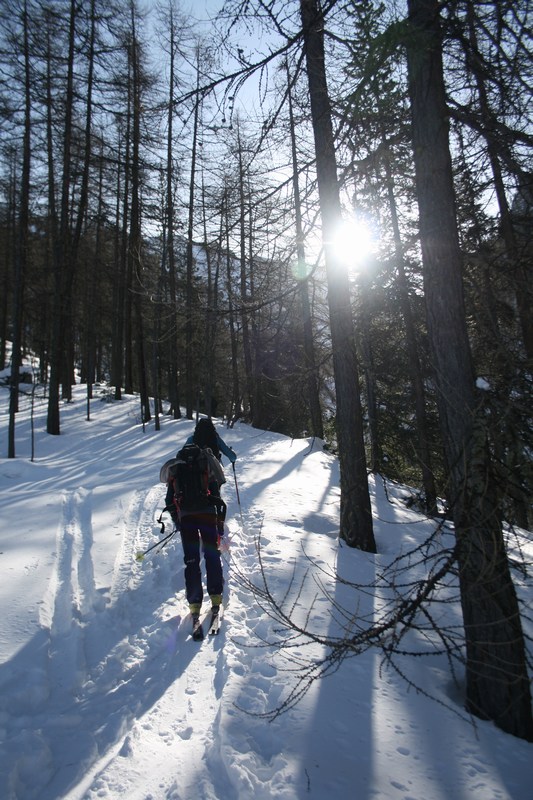 #1 Dans la forêt : quelques instants de soleil pour se réchauffer. Dans la forêt : quelques instants de soleil pour se réchauffer.
