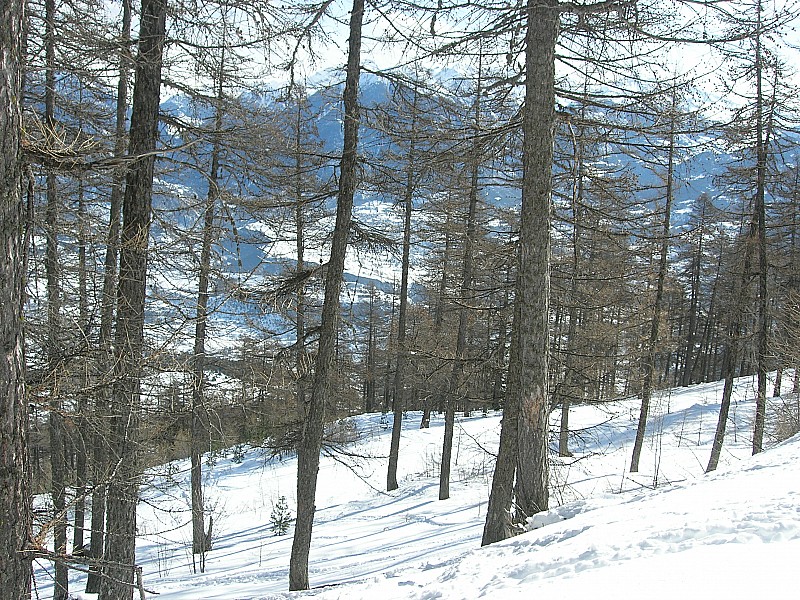 #2 tête de Fouran : état de la forêt tête de Fouran : état de la forêt