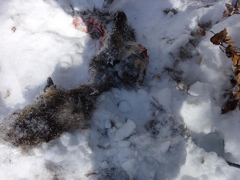 #6 Repas du loup : Il n Repas du loup : Il n'y était pas à la montée, petit chamois sans les entrailles ni le museau: le loup, le renard ou les sanglier: Surement le loup car il y avait à plusieurs endroits de l'itinéraire des crottes avec du poil dedans trop grosses pour ê