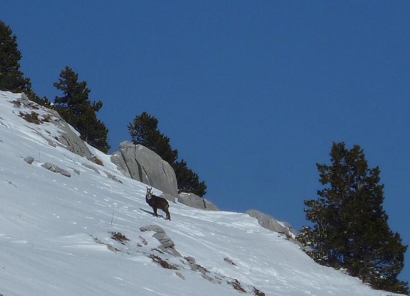 #7 chamois : Nous n chamois : Nous n'étions pas seuls. D'autres ont été aperçus dans les bois.