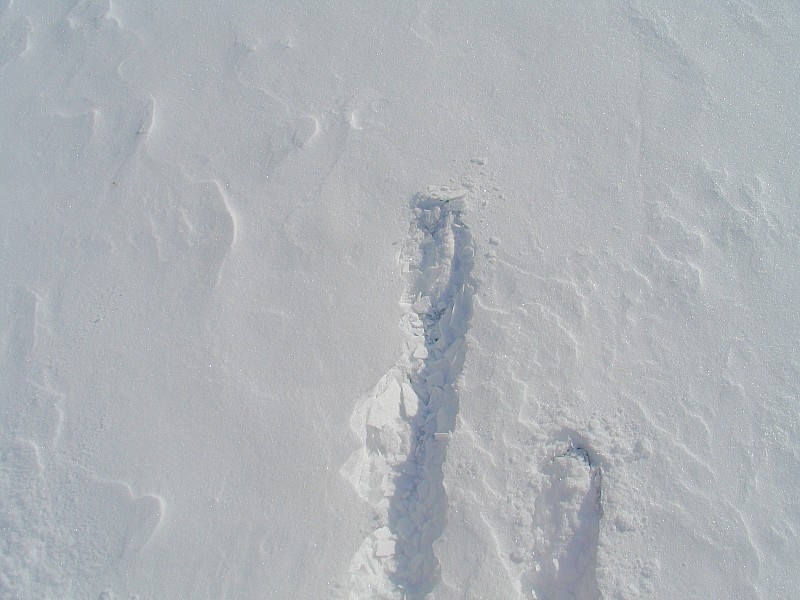 #5 Vallée de Planés : adret sous neige . Vallée de Planés : adret sous neige .