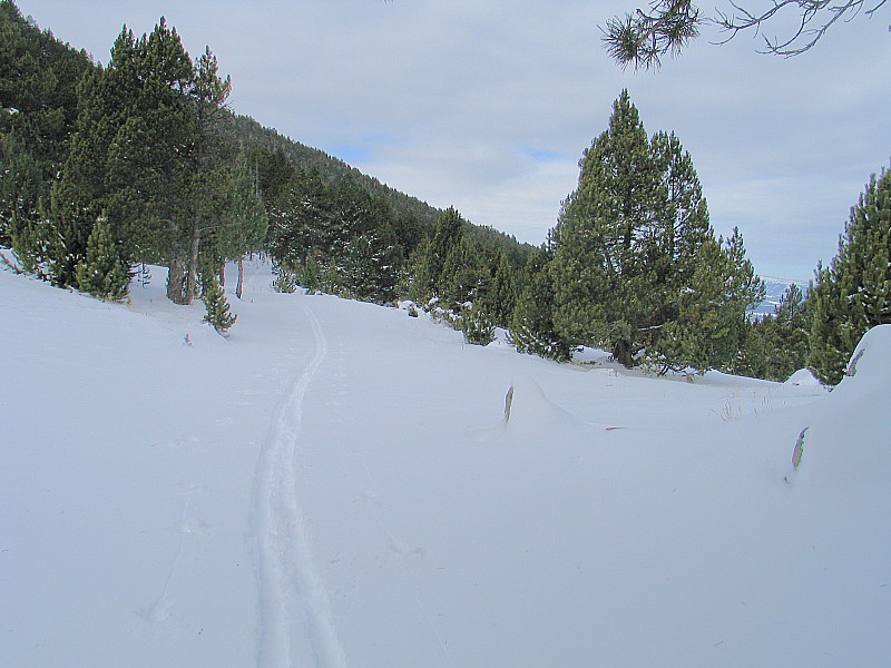 #3 Vallée de Planés : Fin de la Piste Forestière Vallée de Planés : Fin de la Piste Forestière