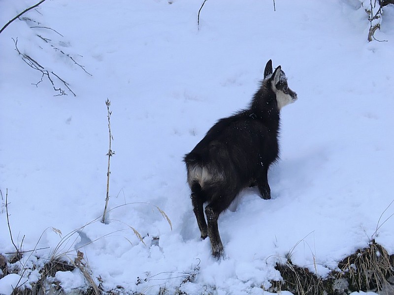 #17 Chamois esseulé, surpris sur un talus. Chamois esseulé, surpris sur un talus.