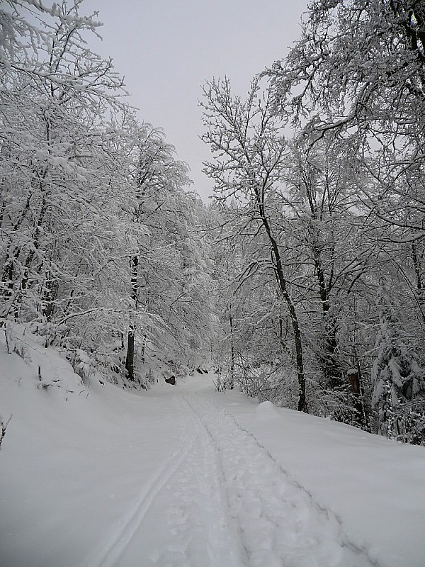 #5 Route forestière de Nonne Route forestière de Nonne