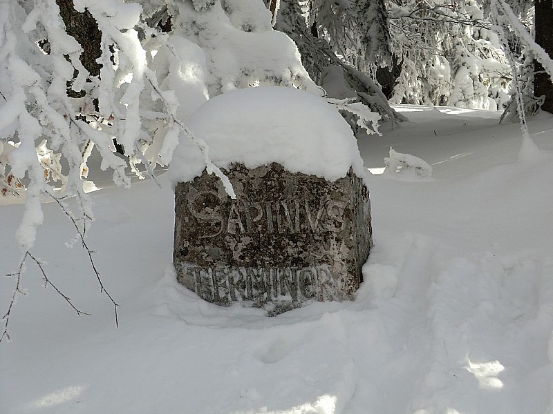 #8 Sapinus Terminorum: la fin des sapins? Sapinus Terminorum: la fin des sapins?