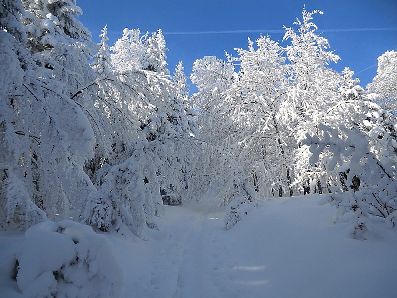 #7 Sur la crête vers 1300m... superbe ambiance. Sur la crête vers 1300m... superbe ambiance.