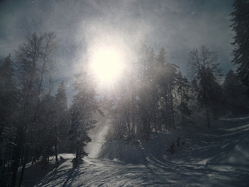 #10 Paillettes : Un bon coup d Paillettes : Un bon coup d'vent dans les arbres ça ajoute une petite couche sur le sol.