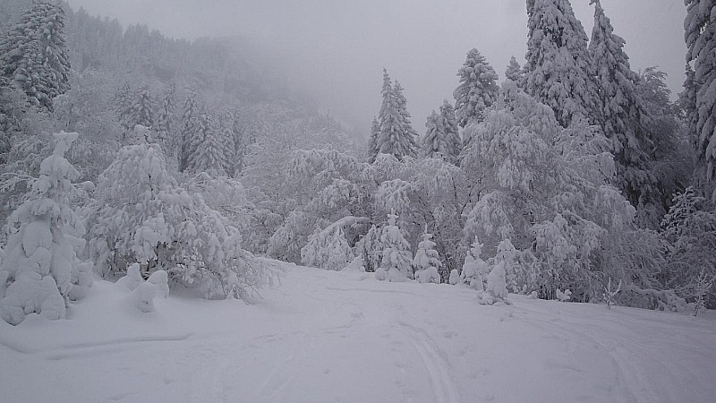 #3 Neige : Fôret bien chargée côté de la Ruchére Neige : Fôret bien chargée côté de la Ruchére