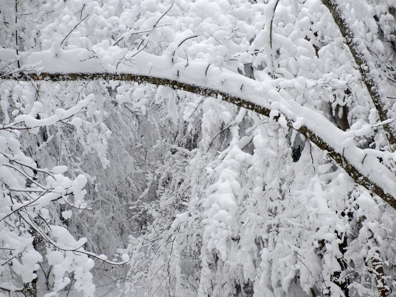 #2 Dans la forêt : Neige. Dans la forêt : Neige.