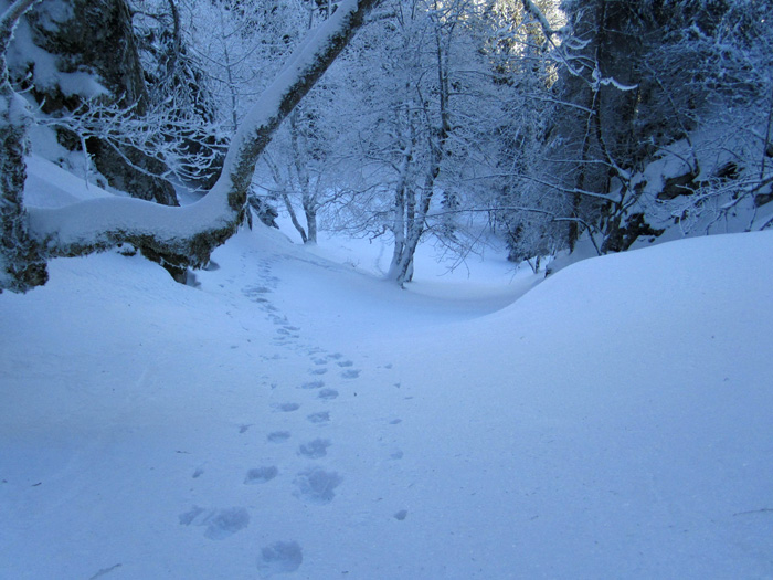 #5 Ligne 6 : Au milieu du couloir de départ (35°/150 m avec passage a 40°). Ca sera un régal a la descente ! Ligne 6 : Au milieu du couloir de départ (35°/150 m avec passage a 40°). Ca sera un régal a la descente !
