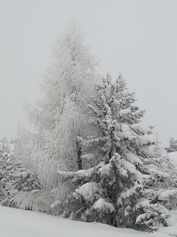 #2 Hivernal : Les arbres affrontent l Hivernal : Les arbres affrontent l'hiver