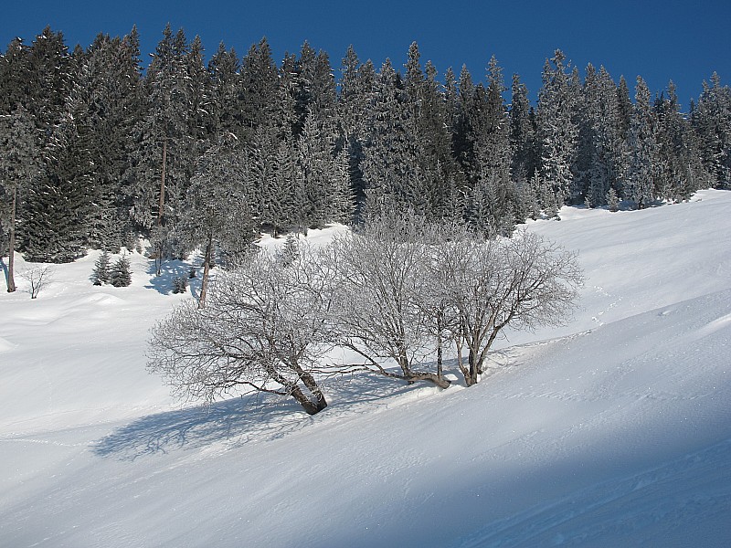 #1 Nature prise par le froid Nature prise par le froid