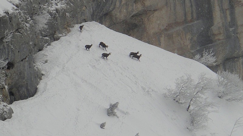 #1 Dans le cirque : chamois Dans le cirque : chamois