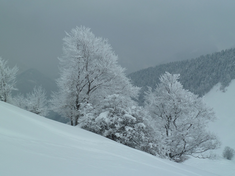 #3 Arbre : La neige ne fond pas Arbre : La neige ne fond pas