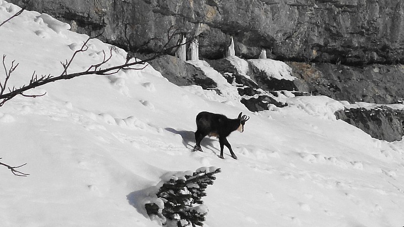 #3 Chamois : même pas peur au dessus des falaises Chamois : même pas peur au dessus des falaises