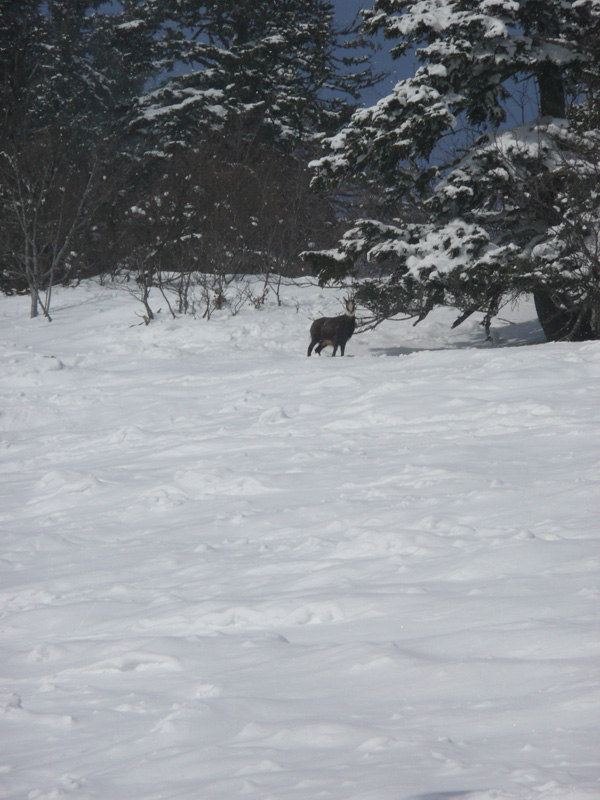 #1 chamois : Bonjour les amis, désolé de vous déranger ! chamois : Bonjour les amis, désolé de vous déranger !