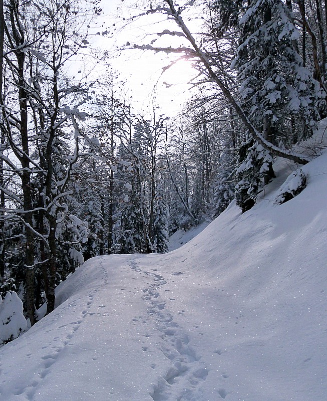 #2 Montée en forêt : C Montée en forêt : C'est là qu'on trouvera la meilleure neige