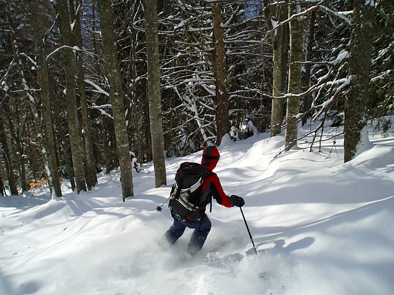 #11 Forêt : La forêt est en superbe condition. Forêt : La forêt est en superbe condition.