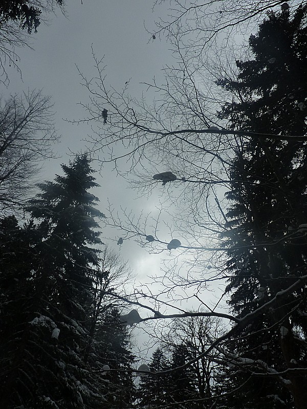 #8 Forêt : De drôles d Forêt : De drôles d'oiseaux